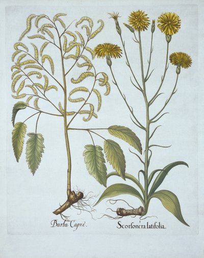 Vipers Grass and Goats Beard, from Hortus Eystettensis by German School